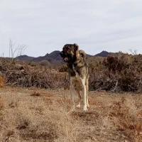 واگذاری توله سراب