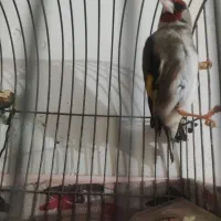 سهره بخوان مست  فیلمش هم موجوده