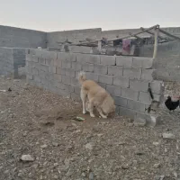 سگ گله ای|سگ|داراب, |دیوار