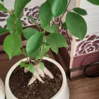 بنسای گل های زینتی زیبا زینتی انار اسپاتی فیلیوم|گل و گیاه طبیعی|کرمانشاه, |دیوار