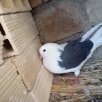 کبوتر شاه پر پرشی|پرنده|سیلوانه, |دیوار