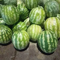 سلام 200 کیلو هندوانه