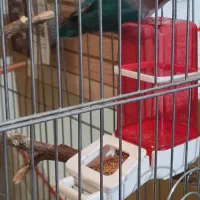 طوطی کوتوله|پرنده|زابل, |دیوار