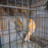 قناری ماده آماده و جفتی خاطر جم