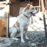 واگذاری نر آلابای|سگ|اردبیل, |دیوار