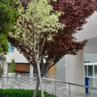 هرس و اصلاح انواع درختان|خدمات باغبانی و درختکاری|بیرجند, |دیوار