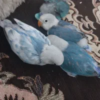 جوجه سرلاکی طوطی برزیلی فیشر