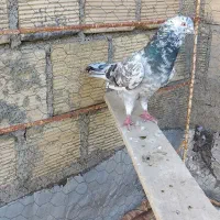 کبوتر سرور و سبز