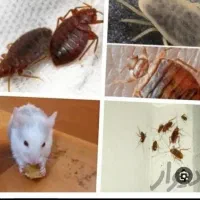 سمپاشی سوسک وساس سم پاشی کک وکنه و انواع حشرات|خدمات نظافت|مشهد, موسوی قوچانی|دیوار