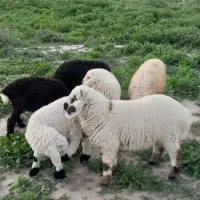 بره نر|حیوانات مزرعه|جیرفت, |دیوار