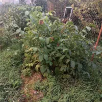 نهال با کیفیت ۲ سال و ۳ساله گردو