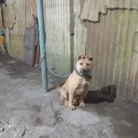 سگ سراب