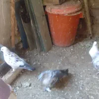 کبوتر تهرانی