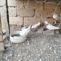 اهواز|پرنده|اهواز, عین ۲|دیوار