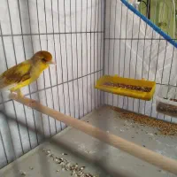 قناری|پرنده|شیراز, کوشک میدان|دیوار