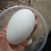 تخم قوغاز اکراینی