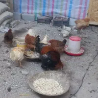 مرغ|حیوانات مزرعه|باسمنج, |دیوار