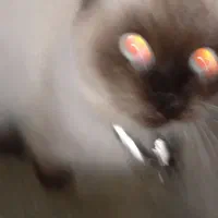 گربه سیامی|گربه|قیدار, |دیوار