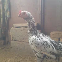 تخم لاری
