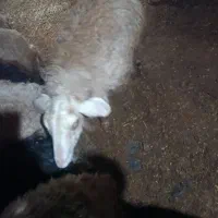 گوسفند گوشتی