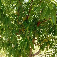 باغ سلطانیه چپدره
