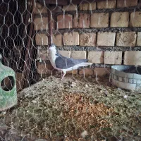 کبوتر|پرنده|رفسنجان, |دیوار