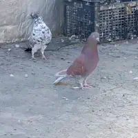 جفت کبوتر پرشی