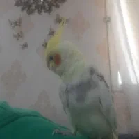 گمشده عروس هلندی|حیوانات|پاکدشت, پاکدشت (مامازند)|دیوار