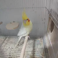 عروس هلندی مولد و فنچ مصری مولد|پرنده|شیراز, شهرک جماران|دیوار