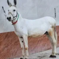 الاغ شیرش همه روزه|حیوانات مزرعه|ساوه, |دیوار