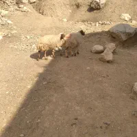 دو عدد میش داشتی