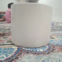 گل دیفن باخیا|گل و گیاه طبیعی|بیرجند, |دیوار