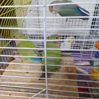 طوطی برزیلی|پرنده|فردیس, شهرک ارم|دیوار