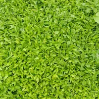 نشا فلفل،گوجه، خیار، بادمجان