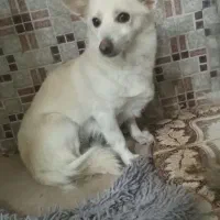 ماده روباحی2ساله تربیت شده جفت خورده واگذاری