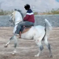 سیلمی کرد،پاسپورت دار