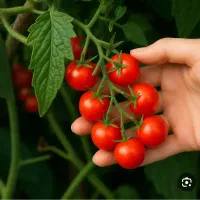آب گوجه فرنگی وانگوردرمحل