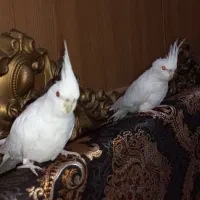 عروس هلندی|پرنده|اهواز, کمپلو شمالی|دیوار