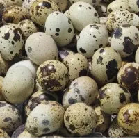 تخم و جوجه بلدرچین