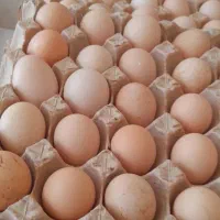 تخم پرنده نطفه دار