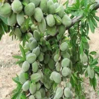 فروش انواع نهال اصلاح شده