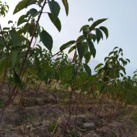 نهال گیلاس تکدانه رو  پایه آلبالوی رسمی(بومی)|خدمات باغبانی و درختکاری|تبریز, |دیوار