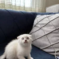 واگذاری گربه