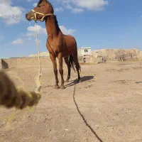 نریان|اسب و تجهیزات اسب‌سواری|دشتابی, |دیوار