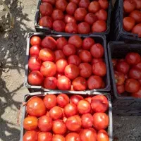 گوجه ربی تازه روستای فیال