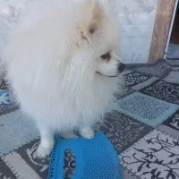 سلام پامرین