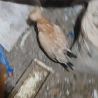 مرغ لهستانی