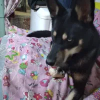 سگ هاسکی چشم یخی اصیل ماده|سگ|مشهد, مصلی (کارمندان اول)|دیوار