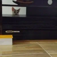 گربه|گربه|میاندوآب, |دیوار