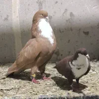 دوجفت رنگه عتیقه